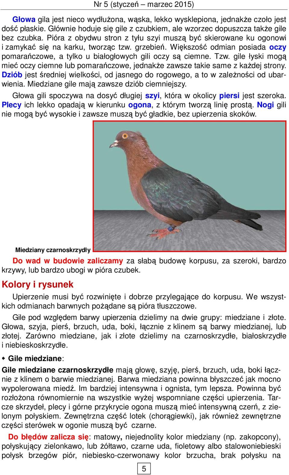 Tzw. gile łyski mogą mieć oczy ciemne lub pomarańczowe, jednakŝe zawsze takie same z kaŝdej strony. Dziób jest średniej wielkości, od jasnego do rogowego, a to w zaleŝności od ubarwienia.