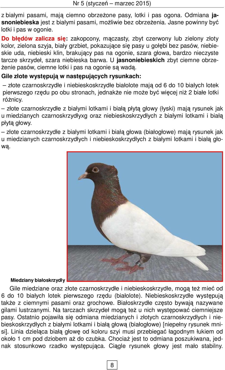 na ogonie, szara głowa, bardzo nieczyste tarcze skrzydeł, szara niebieska barwa. U jasnoniebieskich zbyt ciemne obrze- Ŝenie pasów, ciemne lotki i pas na ogonie są wadą.