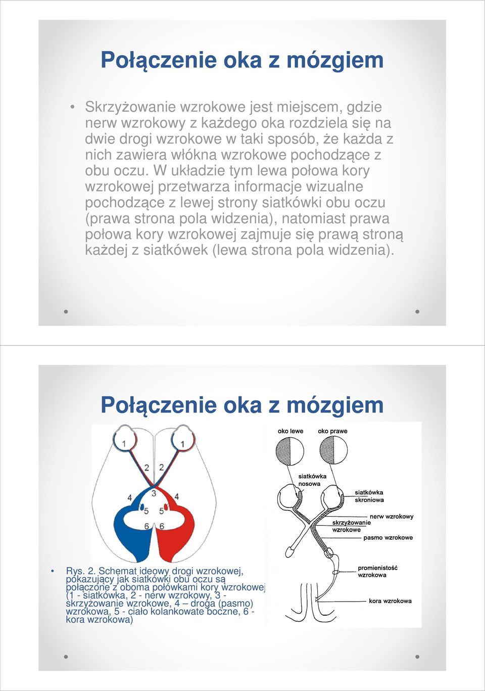 W układzie tym lewa połowa kory wzrokowej przetwarza informacje wizualne pochodzące z lewej strony siatkówki obu oczu (prawa strona pola widzenia), natomiast prawa połowa kory wzrokowej