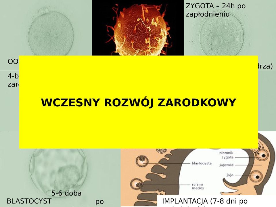 zapłodnieniu WCZESNY ROZWÓJ ZARODKOWY 3 doba po zapłodnieniu 2