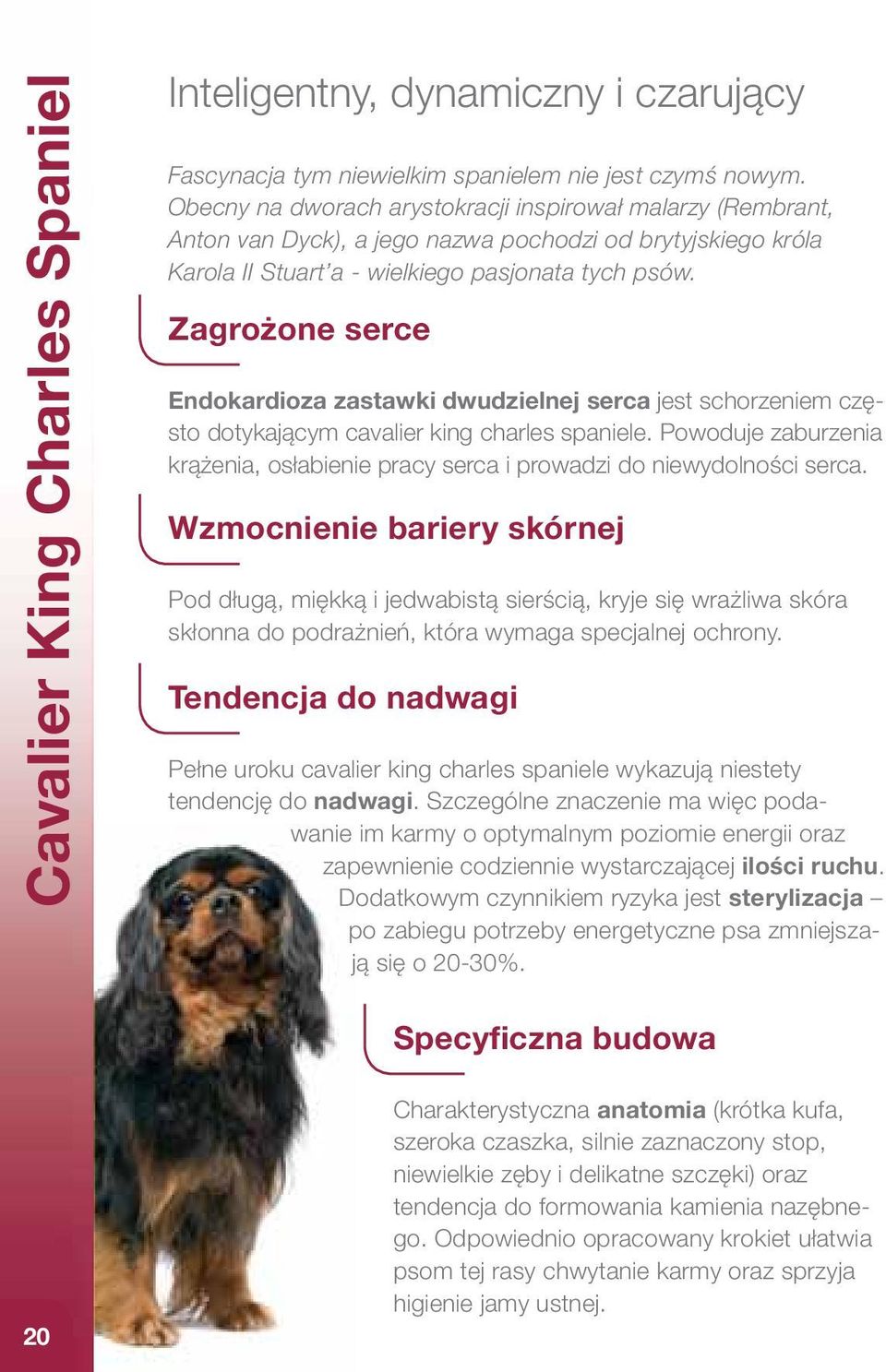 Zagrożone serce Endokardioza zastawki dwudzielnej serca jest schorzeniem często dotykającym cavalier king charles spaniele.