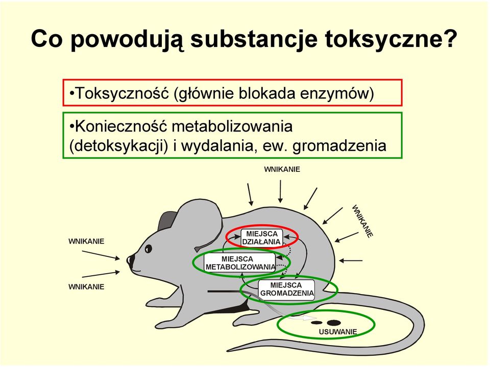 metabolizowania (detoksykacji) i wydalania, ew.