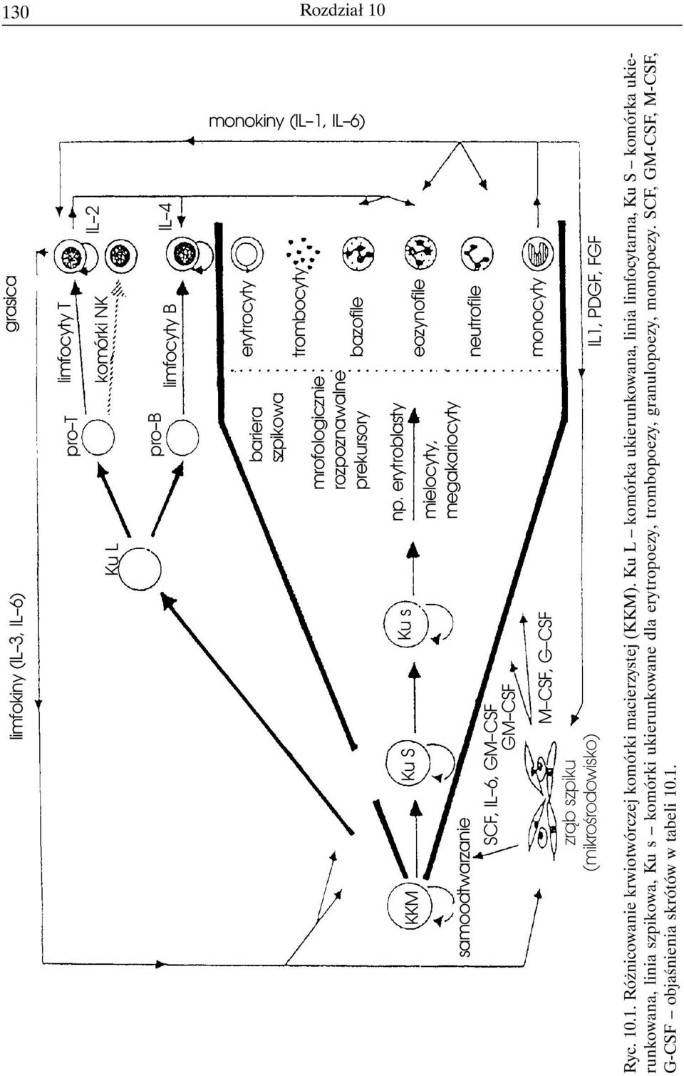 erytroblasty Ku s eozynofile Ku S KKM mielocyty, megakariocyty neutrofile samoodtwarzanie SCF, IL 6, GM CSF GM CSF monocyty M CSF, G CSF IL1, PDGF, FGF zrąb szpiku