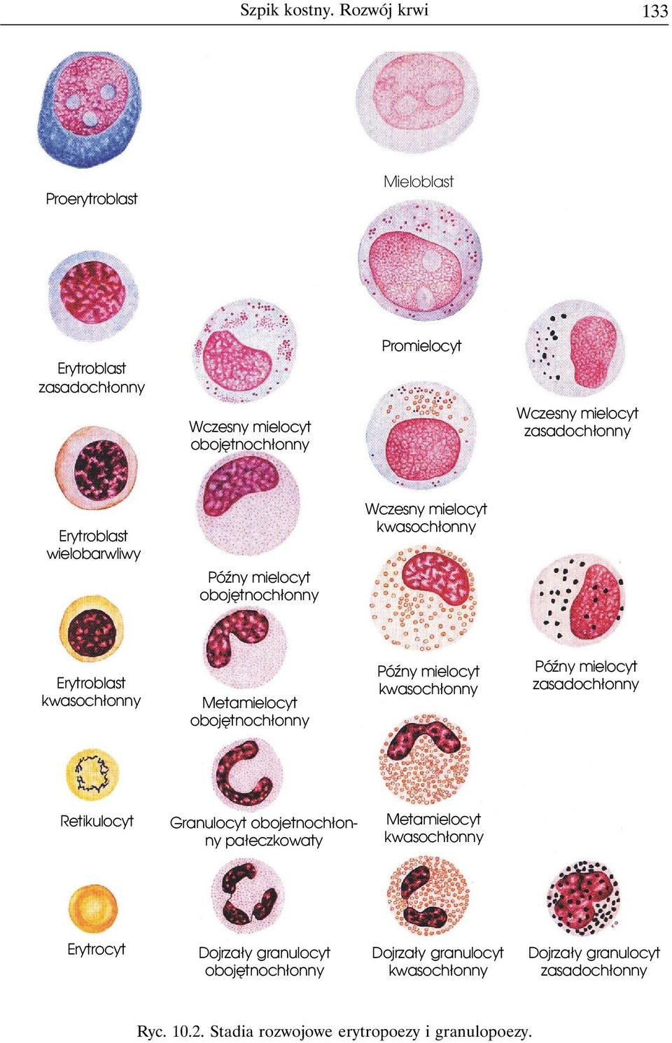 Erytroblast wielobarwliwy PóŸny mielocyt obojêtnoch³onny Wczesny mielocyt Erytroblast Metamielocyt obojêtnoch³onny PóŸny