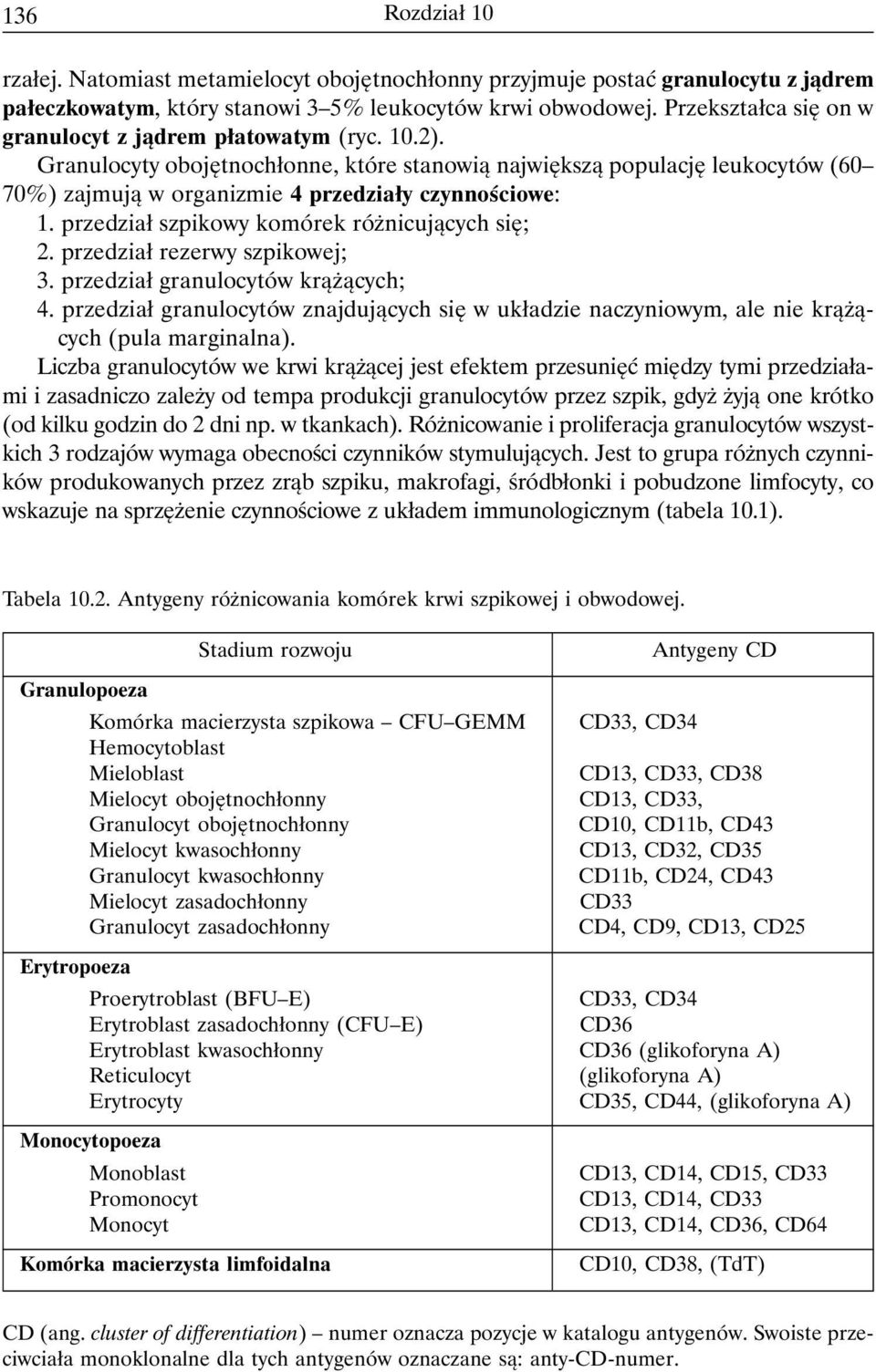 Granulocyty obojętnochłonne, które stanowią największą populację leukocytów (60 70%) zajmują w organizmie 4 przedziały czynnościowe: 1. przedział szpikowy komórek różnicujących się; 2.