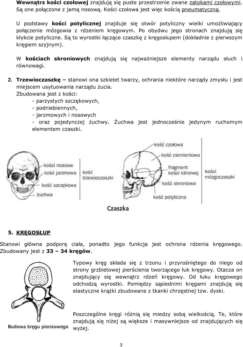 Są to wyrostki łączące czaszkę z kręgosłupem (dokładnie z pierwszym kręgiem szyjnym). W kościach skroniowych znajdują się najważniejsze elementy narządu słuch i równowagi. 2.