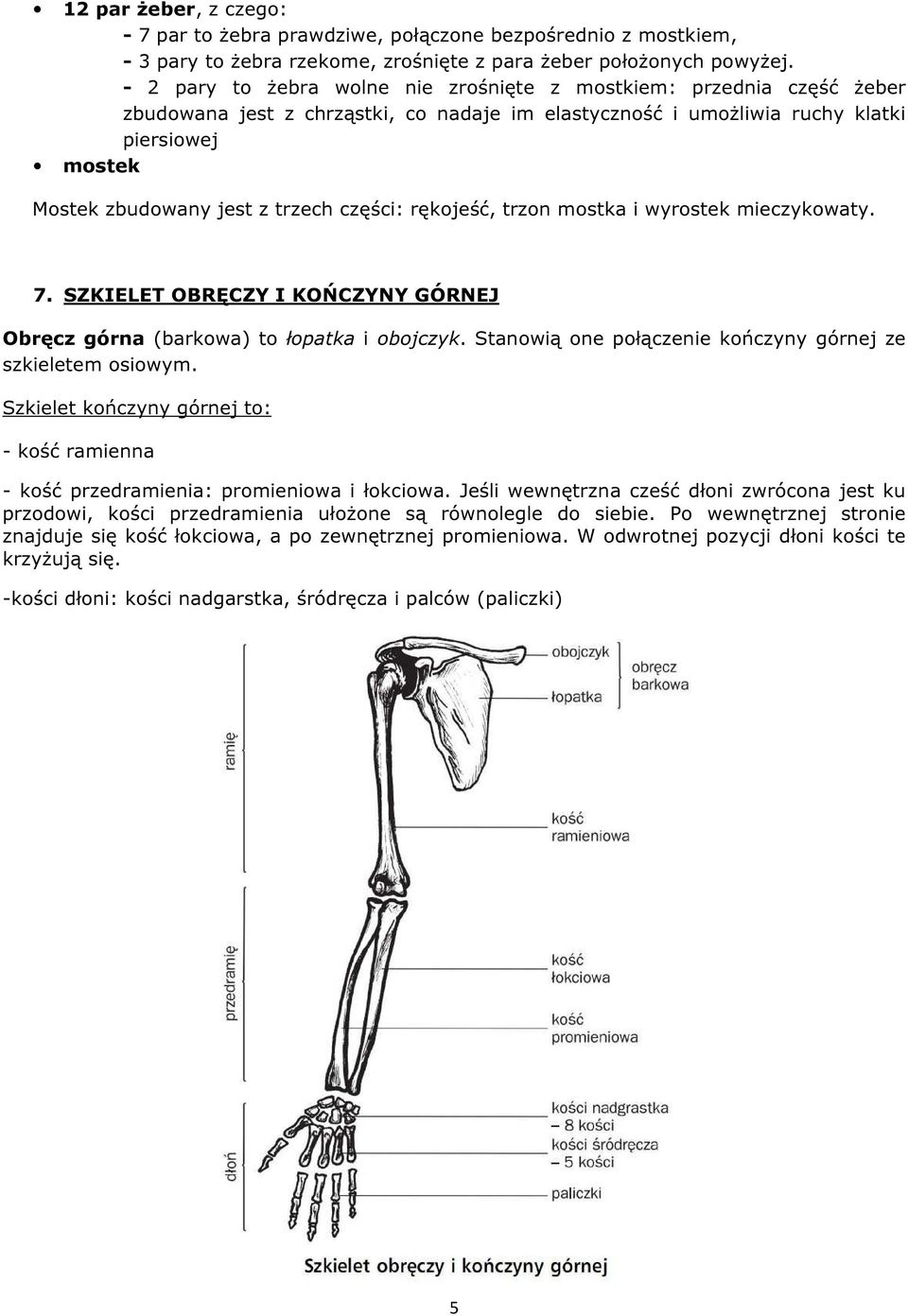 części: rękojeść, trzon mostka i wyrostek mieczykowaty. 7. SZKIELET OBRĘCZY I KOŃCZYNY GÓRNEJ Obręcz górna (barkowa) to łopatka i obojczyk.