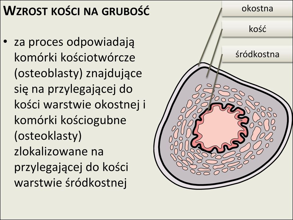 kości warstwie okostnej i komórki kościogubne (osteoklasty)