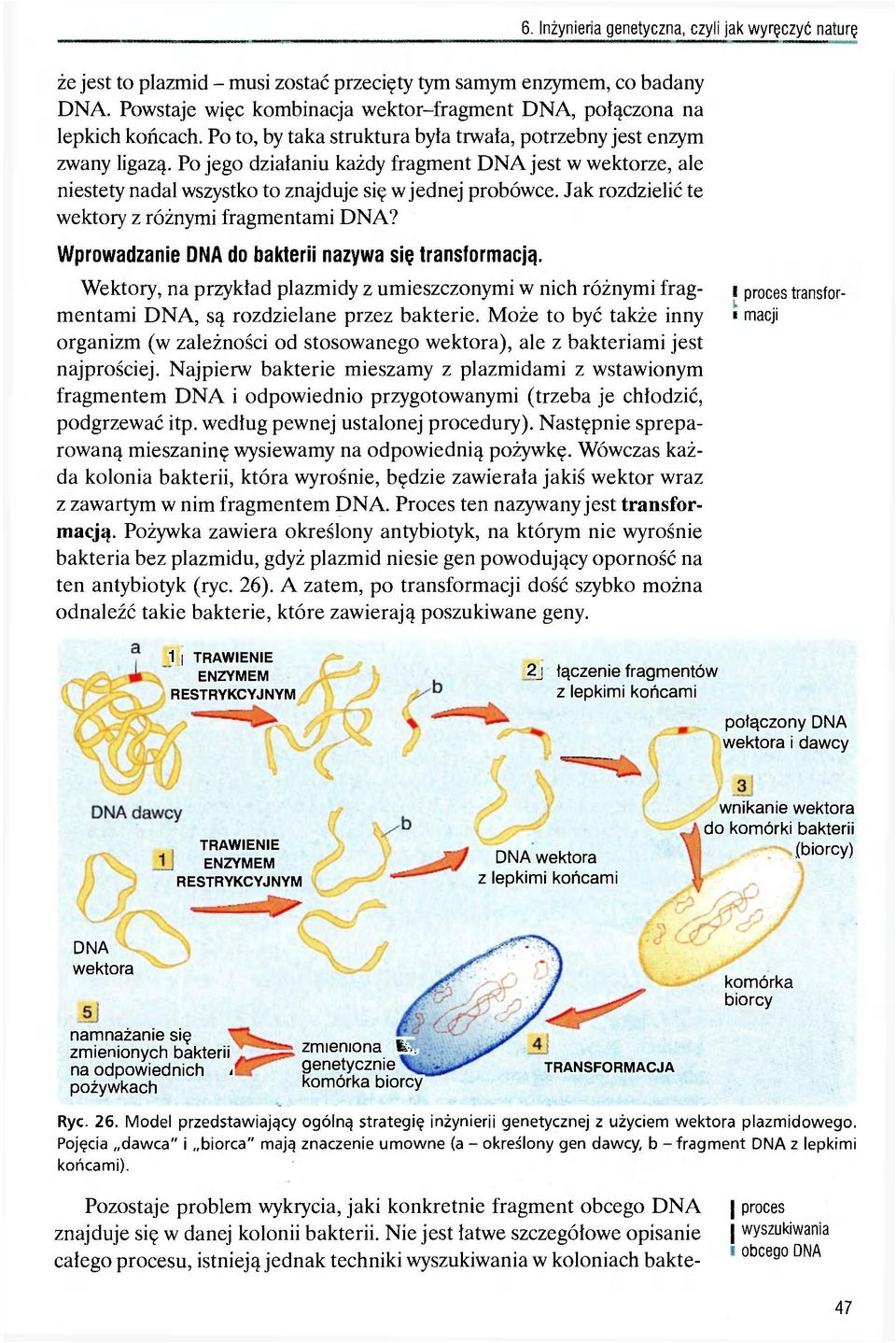 Po jego działaniu każdy fragment DNA jest w wektorze, ale niestety nadal wszystko to znajduje się w jednej probówce. Jak rozdzielić te wektory z różnymi fragmentami DNA?