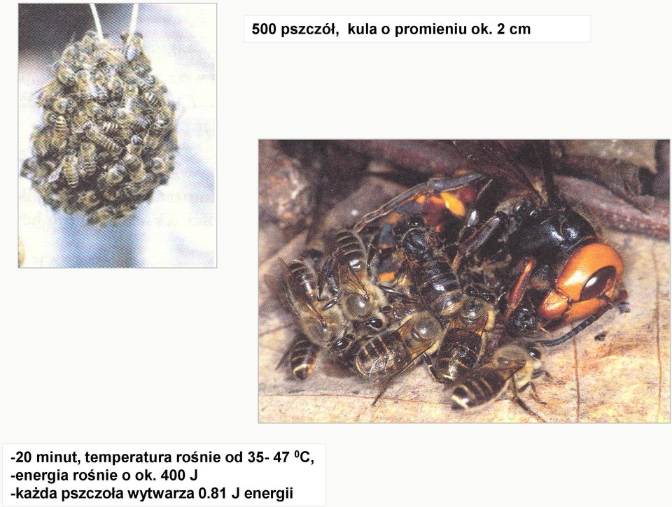 400 J -każda pszczoła wytwarza 0.