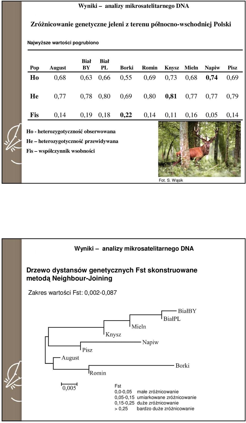 heterozygotyczność obserwowana He heterozygotyczność przewidywana Fis współczynnik wsobności Wyniki analizy mikrosatelitarnego DNA Drzewo dystansów genetycznych Fst skonstruowane