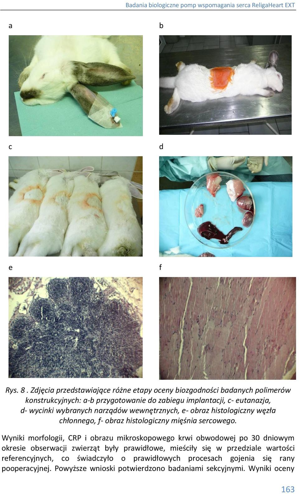 wycinki wybranych narządów wewnętrznych, e- obraz histologiczny węzła chłonnego, f- obraz histologiczny mięśnia sercowego.