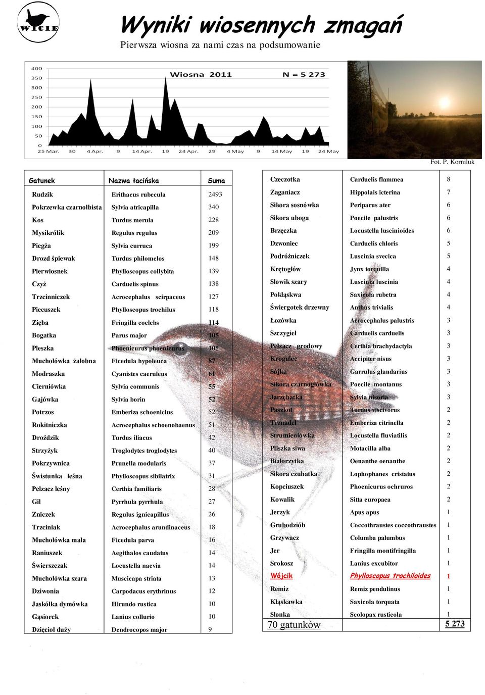 Korniluk Gatunek Nazwa łacińska Suma Rudzik Pokrzewka czarnołbista Kos Mysikrólik Piegża Drozd śpiewak Pierwiosnek Czyż Trzcinniczek Piecuszek Zięba Bogatka Pleszka Muchołówka żałobna Modraszka