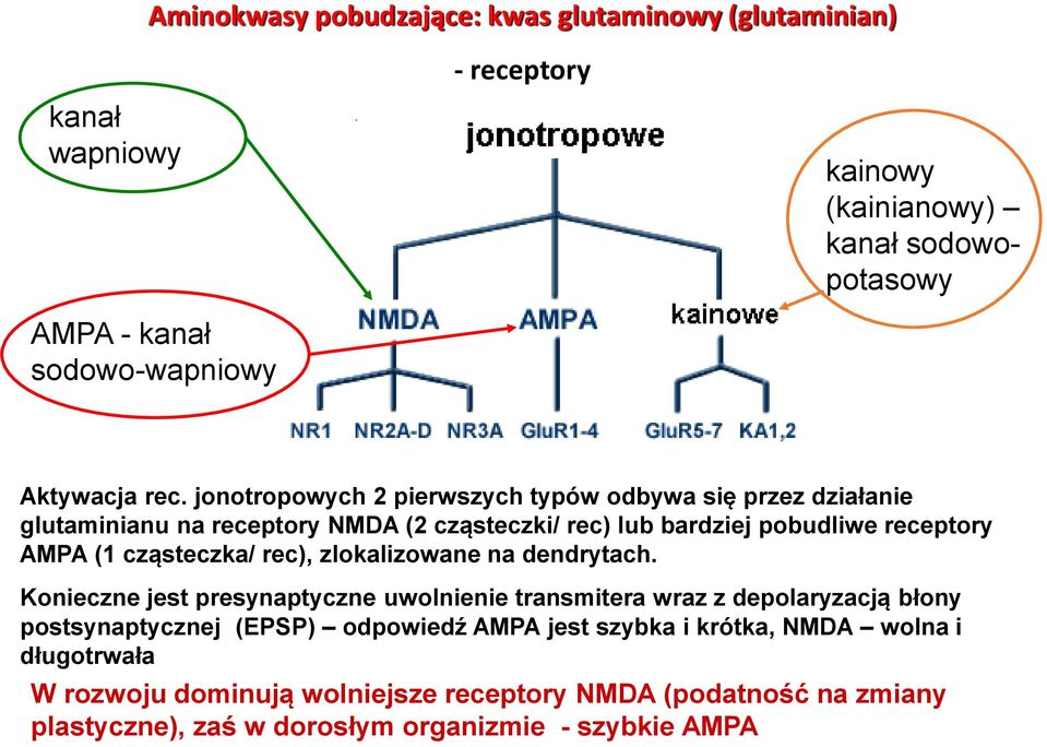 cząsteczka/ rec), zlokalizowane na dendrytach.