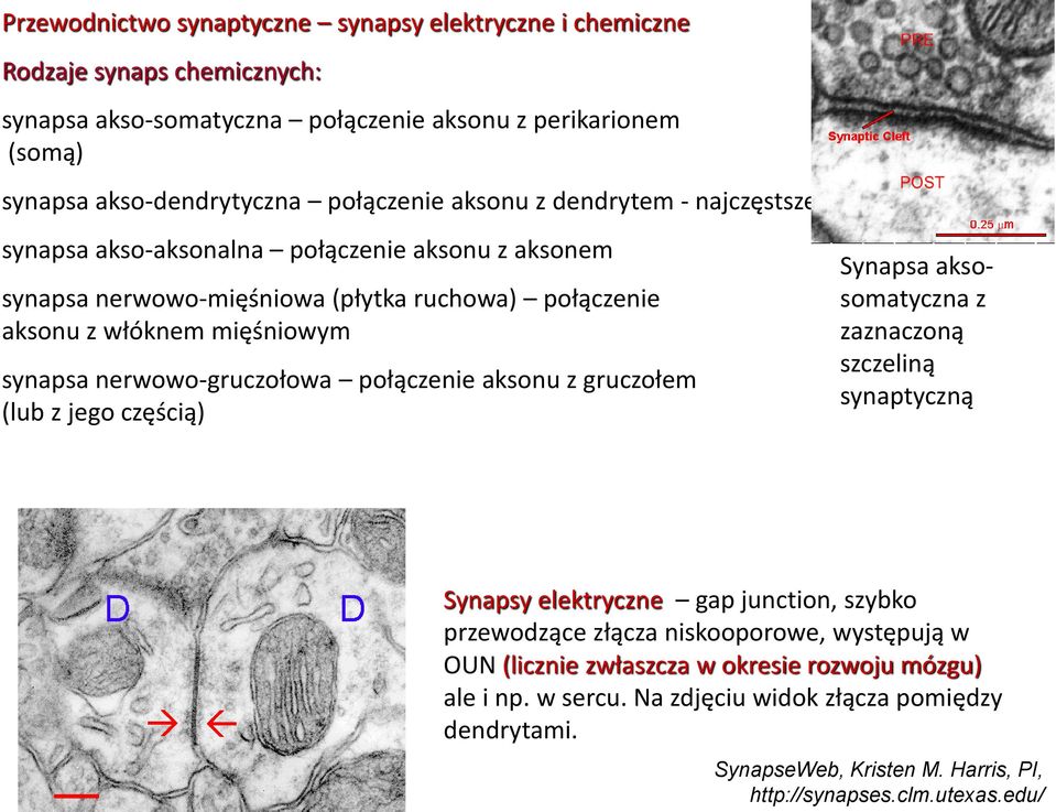 nerwowo-gruczołowa połączenie aksonu z gruczołem (lub z jego częścią) Synapsa aksosomatyczna z zaznaczoną szczeliną synaptyczną Synapsy elektryczne gap junction, szybko przewodzące złącza