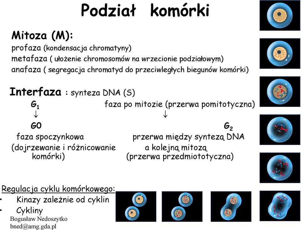 faza po mitozie (przerwa pomitotyczna) G0 G 2 faza spoczynkowa przerwa między syntezą DNA (dojrzewanie i