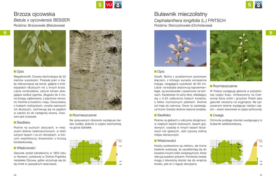 Liście romboidalne, ostrym klinem zbiegające wzdłuż ogonka, długości do 4 cm, na brzegu ząbkowane, z pięcioma nerwami. Kwitnie w kwietniu i maju.