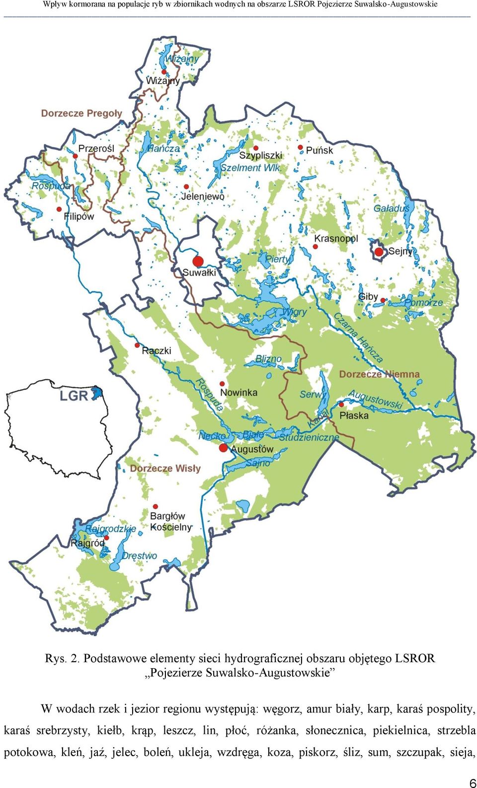 Suwalsko-Augustowskie W wodach rzek i jezior regionu występują: węgorz, amur biały, karp, karaś