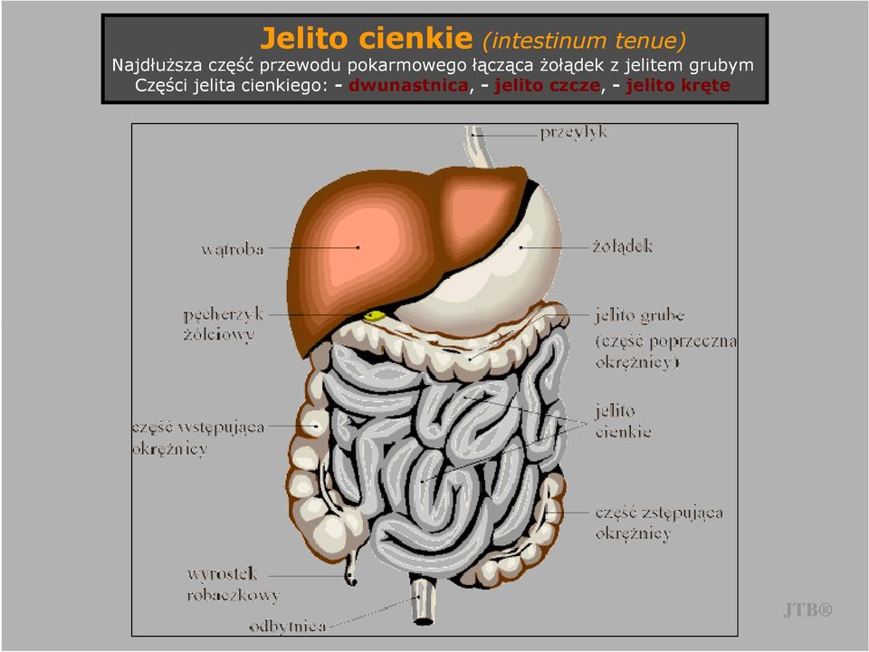 łącząca Ŝołądek z jelitem grubym Części