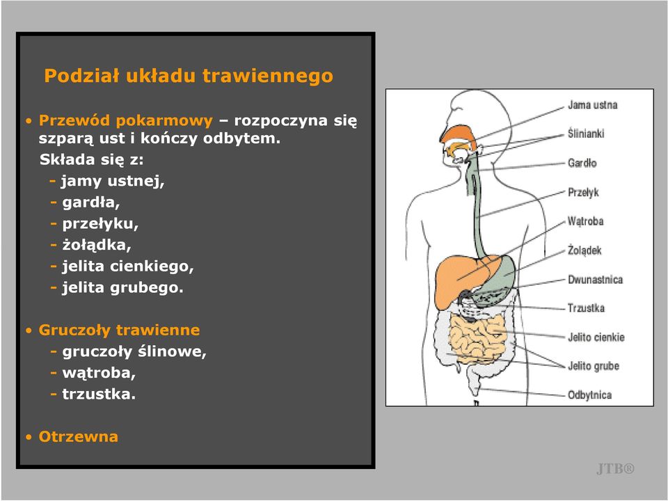 Składa się z: - jamy ustnej, - gardła, - przełyku, - Ŝołądka, -