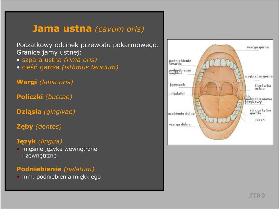 Wargi (labia oris) Policzki (buccae) Dziąsła (gingivae) Zęby (dentes) Język