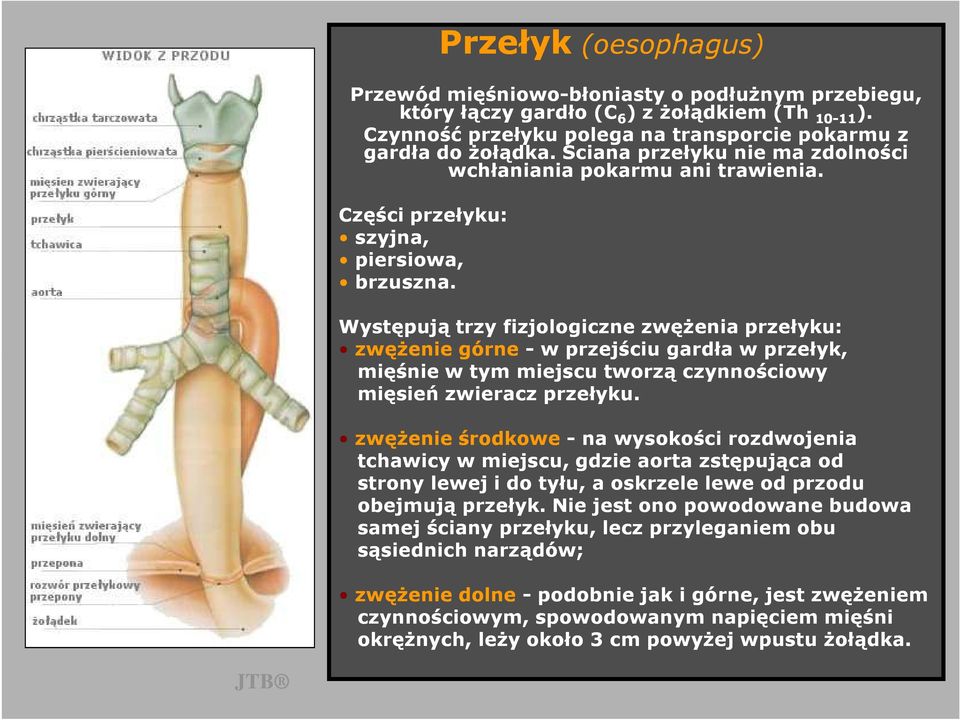 Występują trzy fizjologiczne zwęŝenia przełyku: zwęŝenie górne - w przejściu gardła w przełyk, mięśnie w tym miejscu tworzą czynnościowy mięsień zwieracz przełyku.