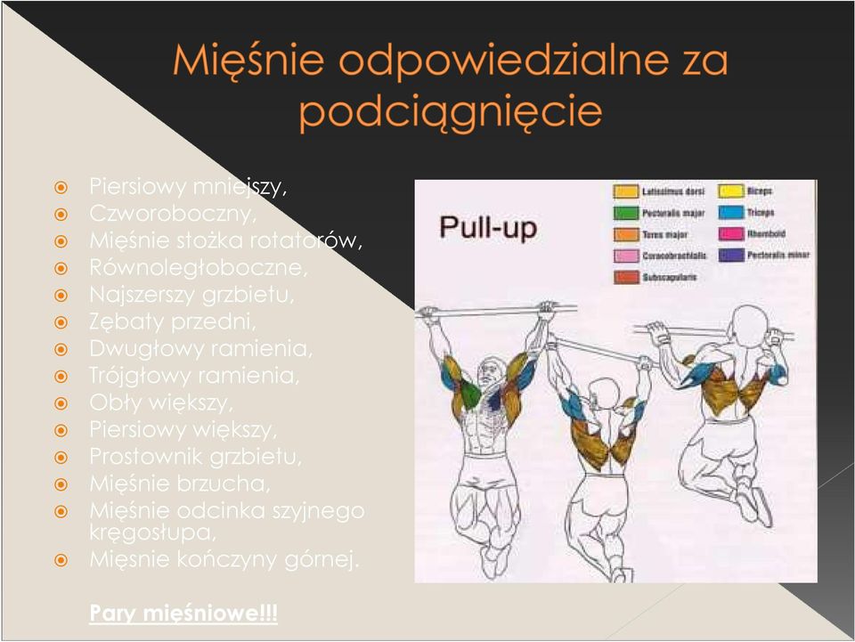 Trójgłowy ramienia, Obły większy, Piersiowy większy, Prostownik grzbietu,