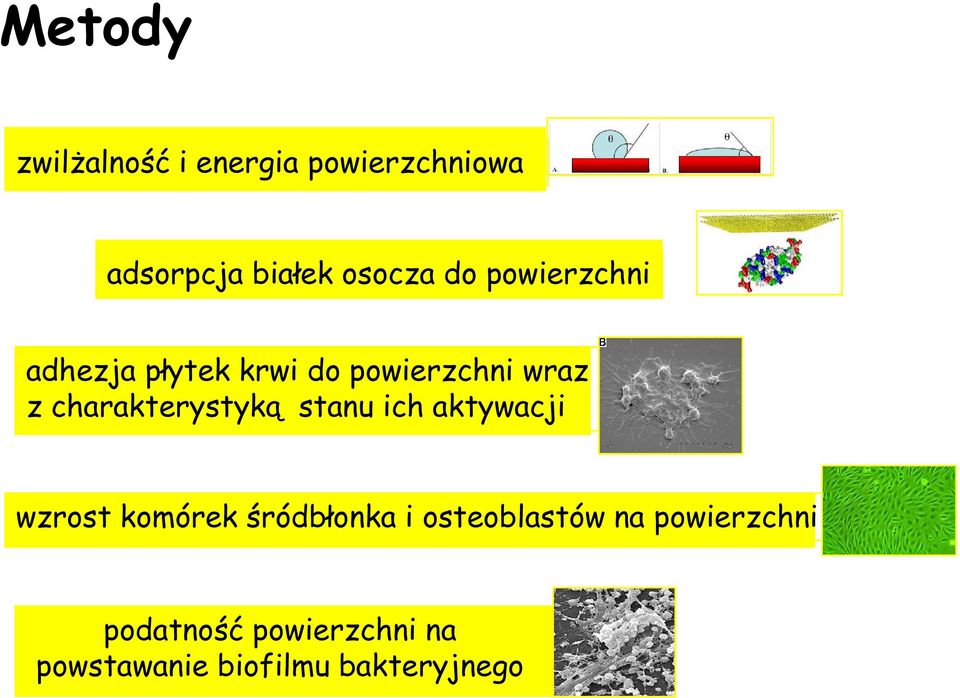 charakterystyką stanu ich aktywacji wzrost komórek śródbłonka i