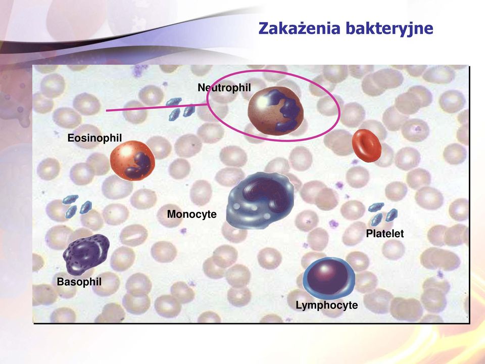 Neutrophil