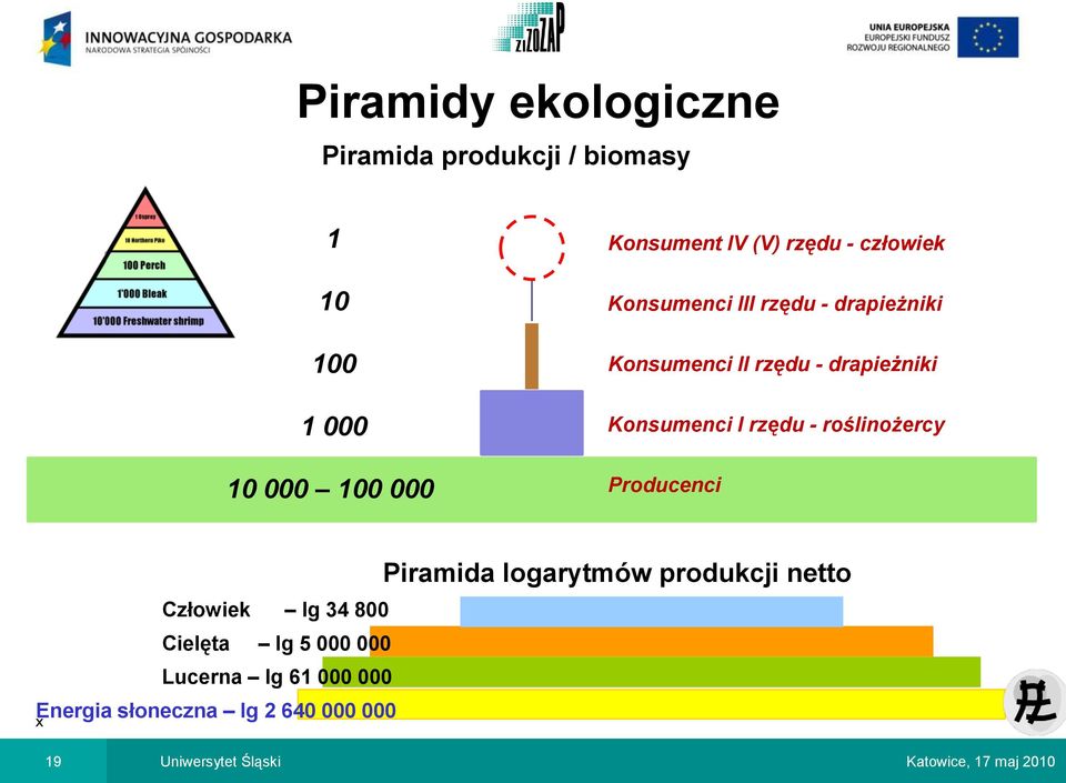 drapieżniki Konsumenci I rzędu - roślinożercy Producenci x Człowiek lg 34 800 Cielęta lg 5