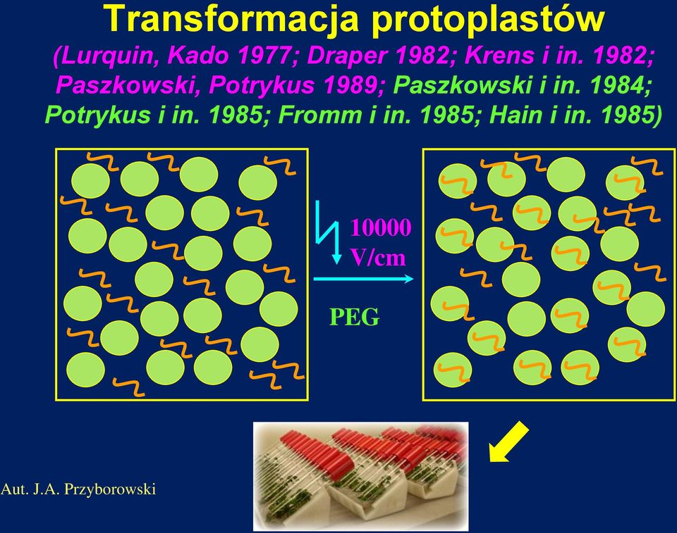 1982; Paszkowski, Potrykus 1989; Paszkowski i in.