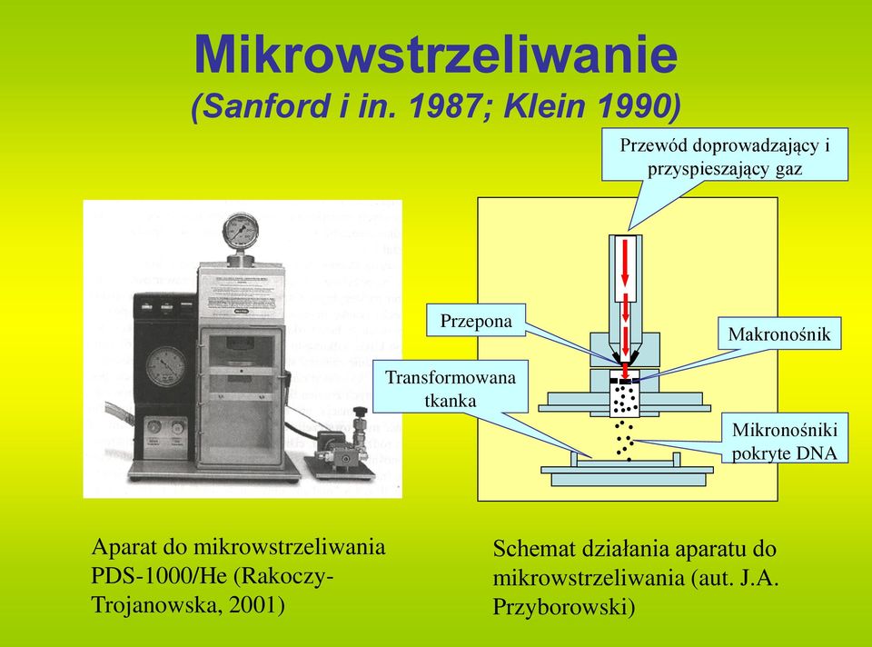 Transformowana tkanka Makronośnik Mikronośniki pokryte DNA Aparat do