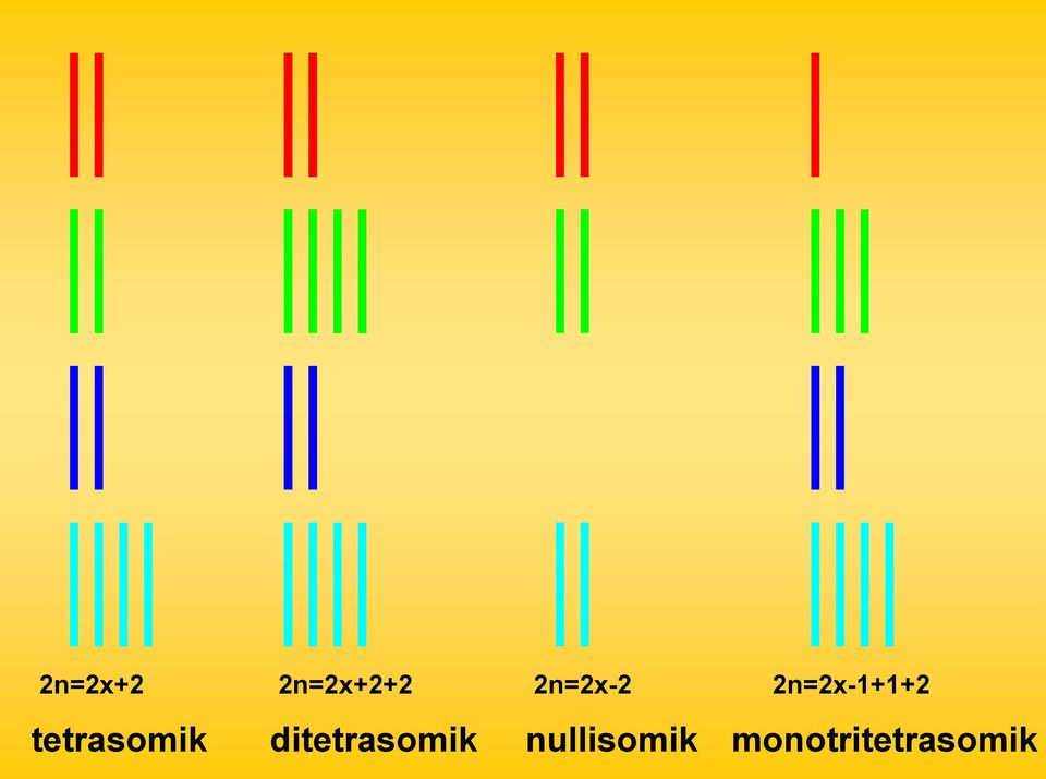 tetrasomik