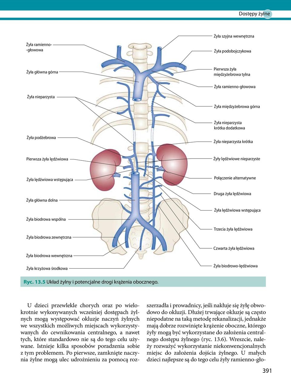 żyła lędźwiowa Żyła lędźwiowa wstępująca Żyła biodrowa wspólna Żyła biodrowa zewnętrzna Żyła biodrowa wewnętrzna Żyła krzyżowa środkowa Trzecia żyła lędźwiowa Czwarta żyła lędźwiowa Żyła