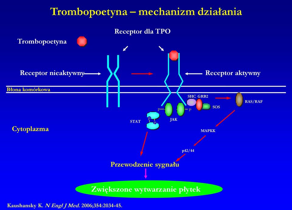 SOS RAS/RAF Cytoplazma STAT P P JAK MAPKK p42/44 Przewodzenie