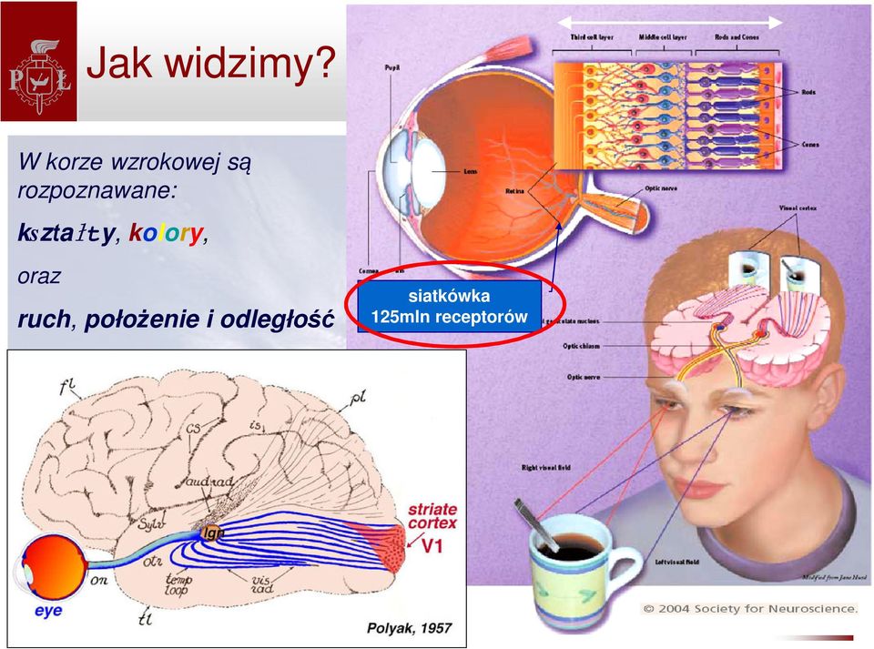 oraz ruch, położenie i odległość siatkówka 125mln