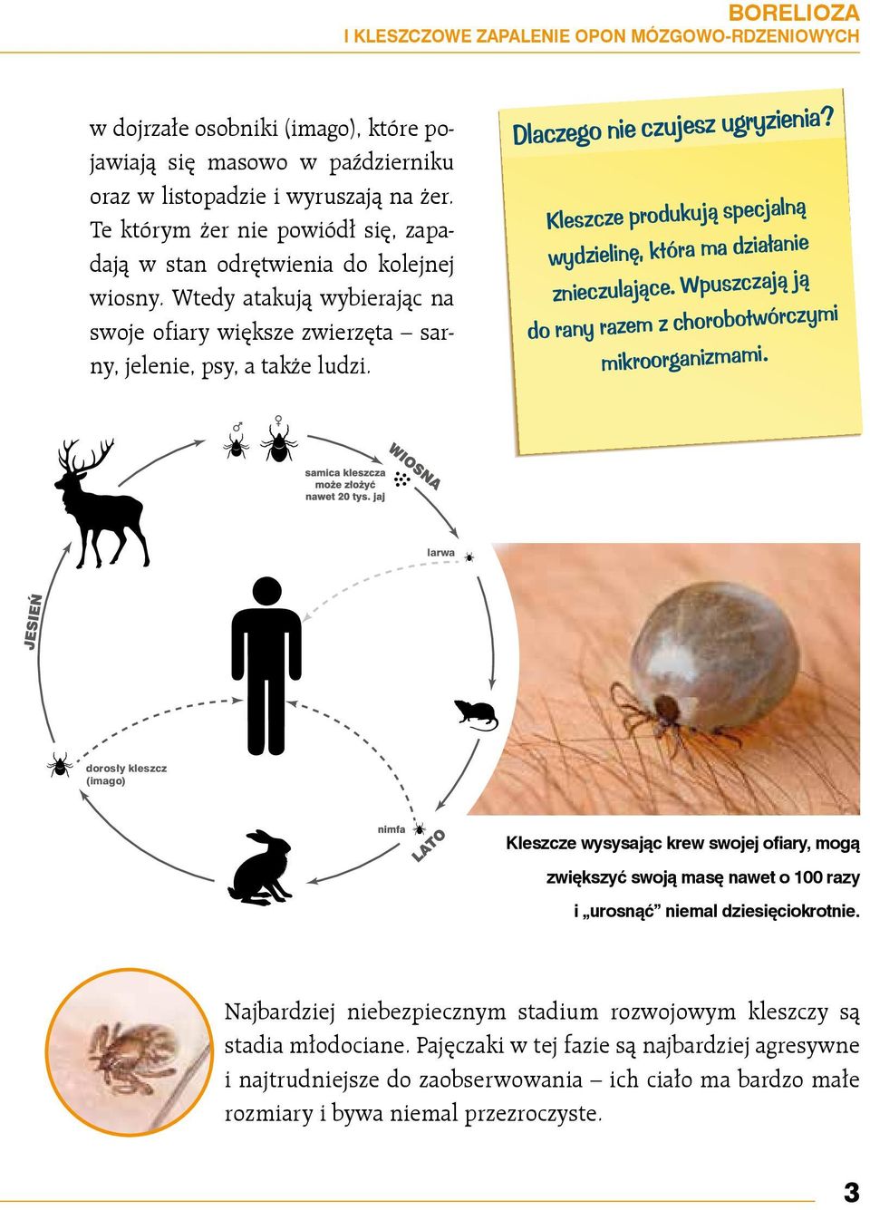 Dlaczego nie czujesz ugryzienia? Kleszcze produkują specjalną wydzielinę, która ma działanie znieczulające. Wpuszczają ją do rany razem z chorobotwórczymi mikroorganizmami.