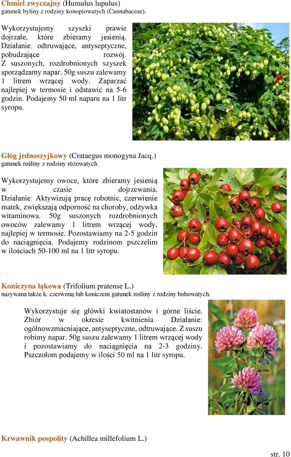 Zaparzać najlepiej w termosie i odstawić na 5-6 godzin. Podajemy 50 ml naparu na 1 litr syropu. Głóg jednoszyjkowy (Crataegus monogyna Jacq.) gatunek rośliny z rodziny różowatych.