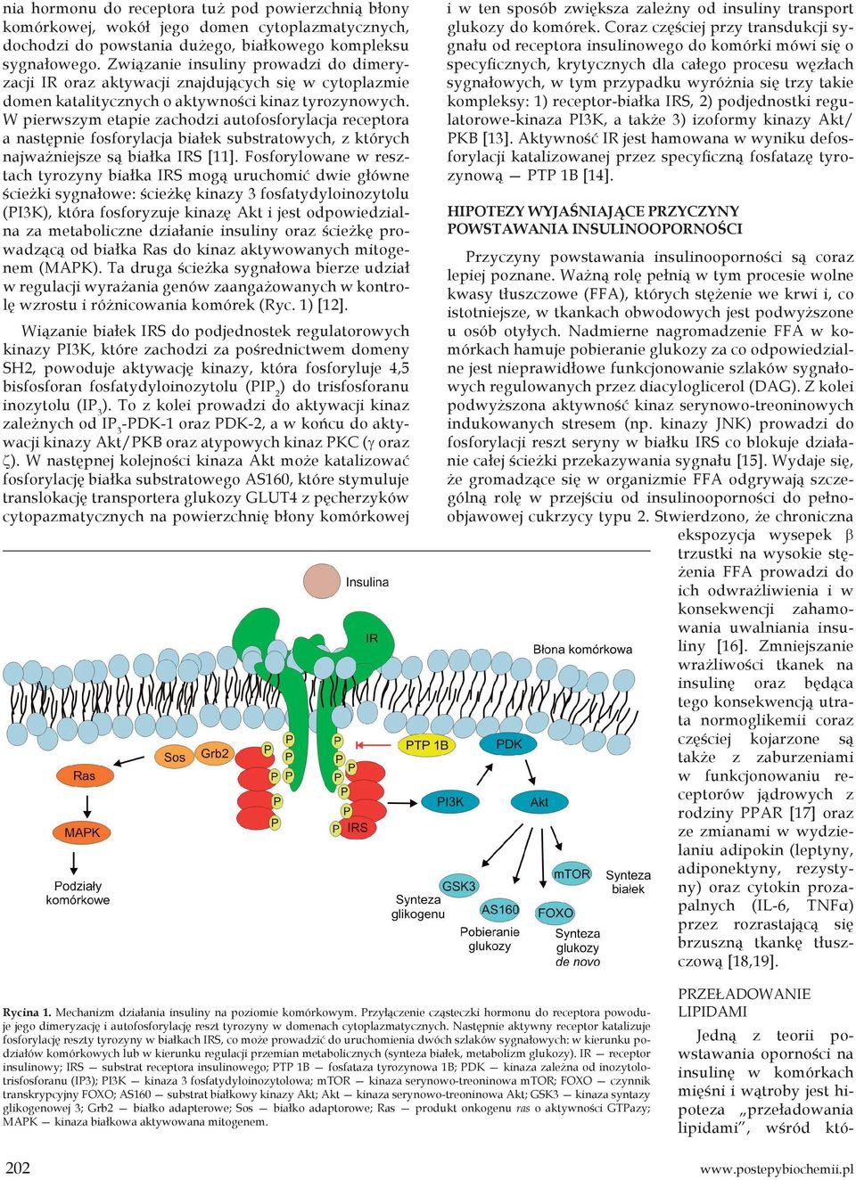 W pierwszym etapie zachodzi autofosforylacja receptora a następnie fosforylacja białek substratowych, z których najważniejsze są białka IRS [11].