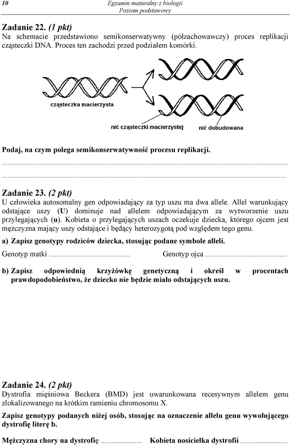 Allel warunkujący odstające uszy (U) dominuje nad allelem odpowiadającym za wytworzenie uszu przylegających (u).