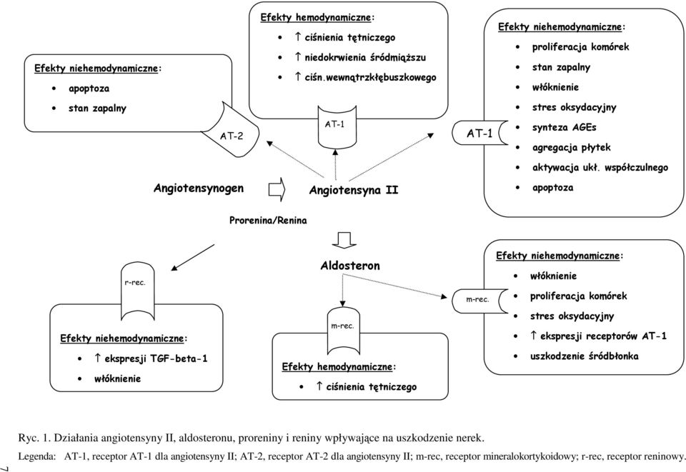 współczulnego Angiotensynogen Angiotensyna II Prorenina/Renina IIogen apoptoza r-rec. Aldosteron m-rec. Efekty niehemodynamiczne: włóknienie proliferacja komórek Efekty niehemodynamiczne: m-rec.