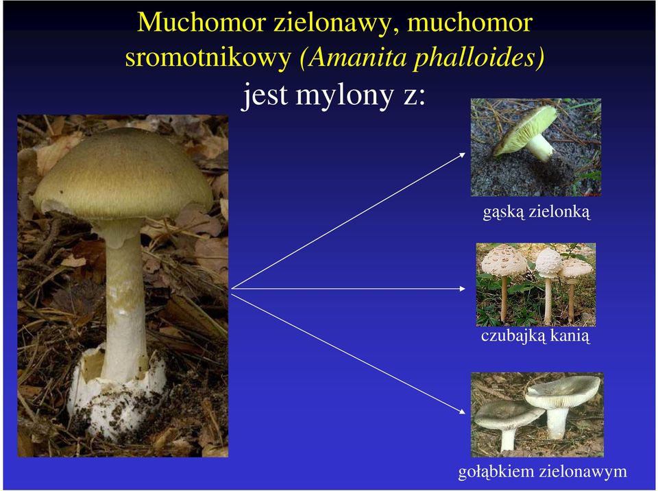 phalloides) jest mylony z: