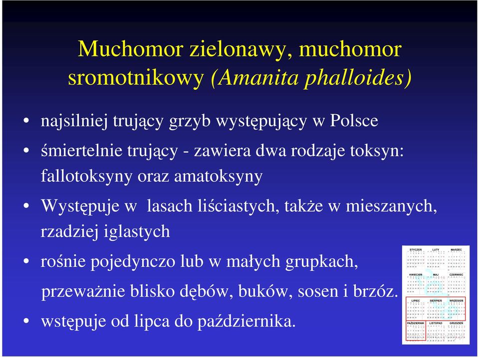 amatoksyny Występuje w lasach liściastych, takŝe w mieszanych, rzadziej iglastych rośnie