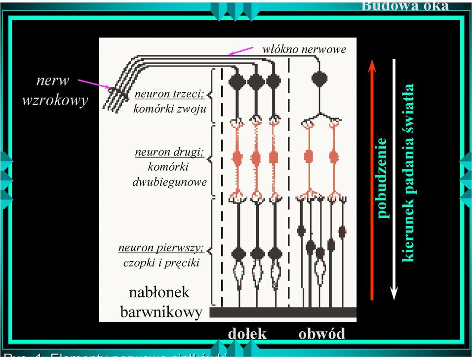 dwubiegunowe neuron pierwszy; czopki i pręciki
