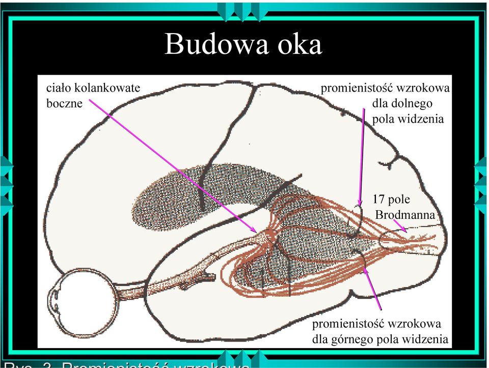 pola widzenia 17 pole Brodmanna