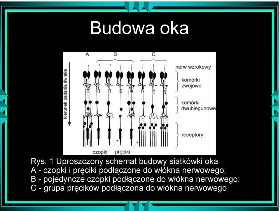 i pręciki podłączone do włókna nerwowego; B -