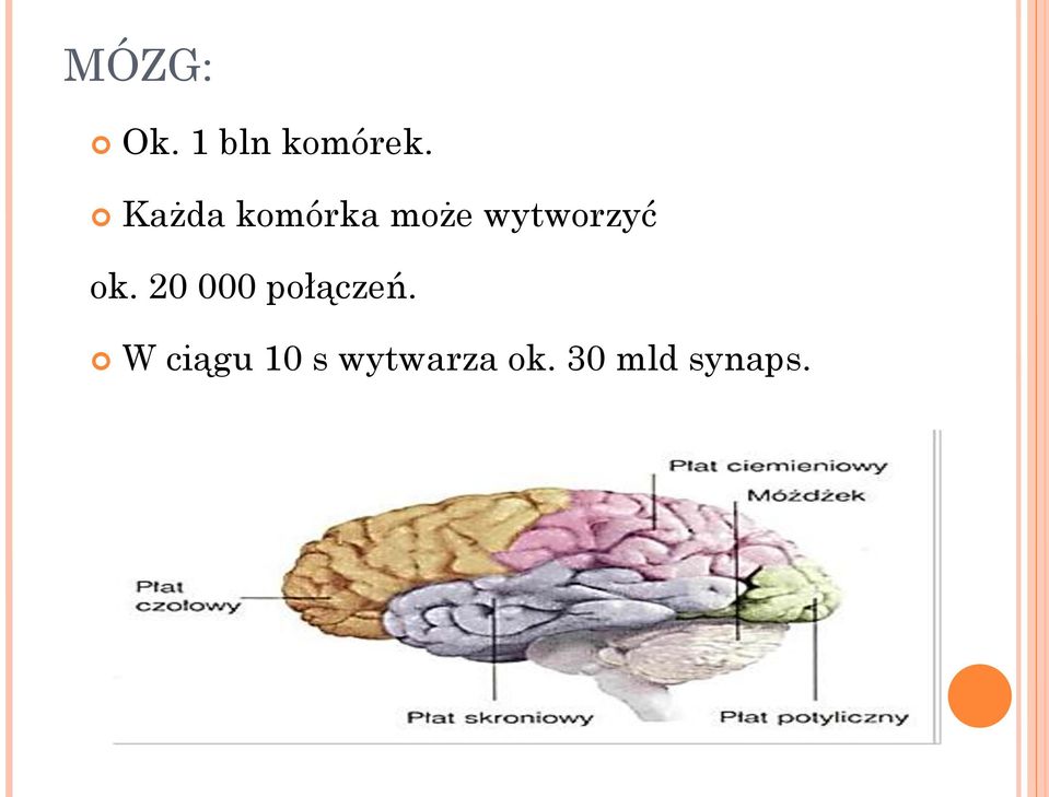 ok. 20 000 połączeń.