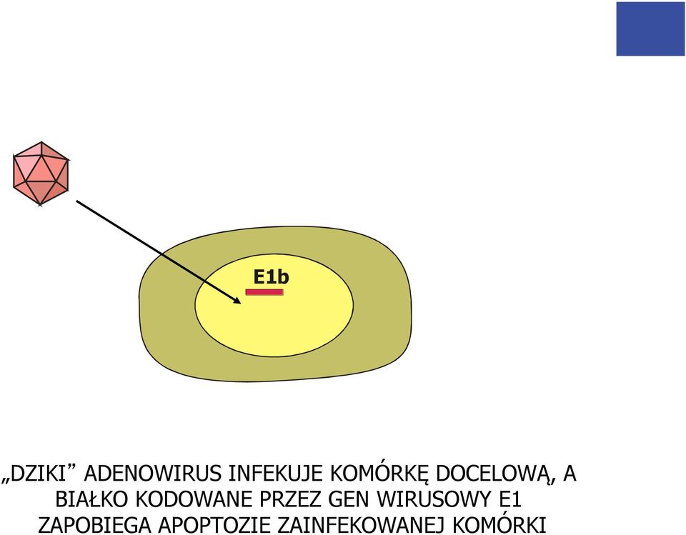 KODOWANE PRZEZ GEN WIRUSOWY E1