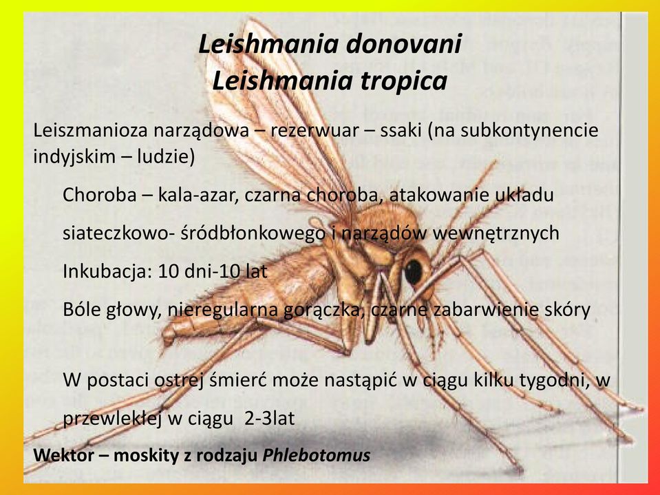 wewnętrznych Inkubacja: 10 dni-10 lat Bóle głowy, nieregularna gorączka, czarne zabarwienie skóry W postaci