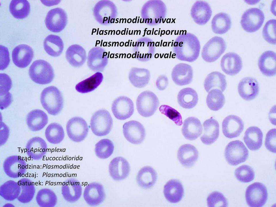 Typ:Apicomplexa Rząd: Eucoccidiorida